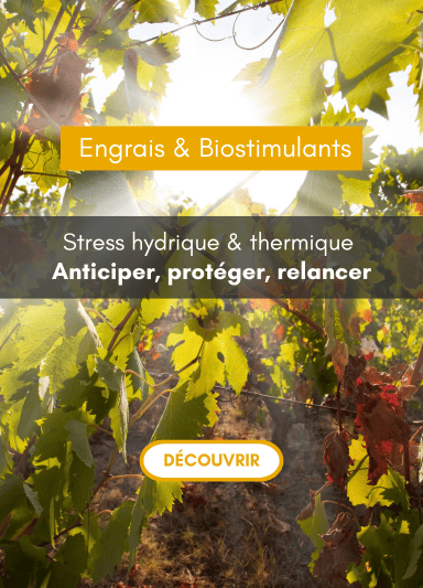 Stress Hydrique