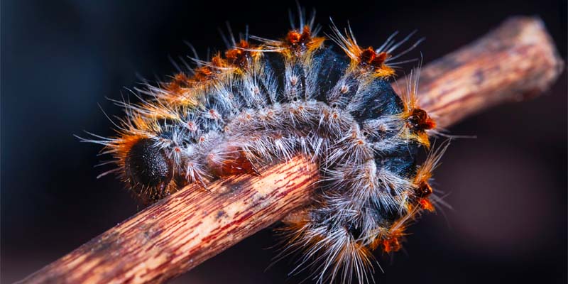 chenilles processionnaires