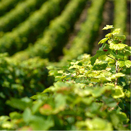 icone Protection des plantes